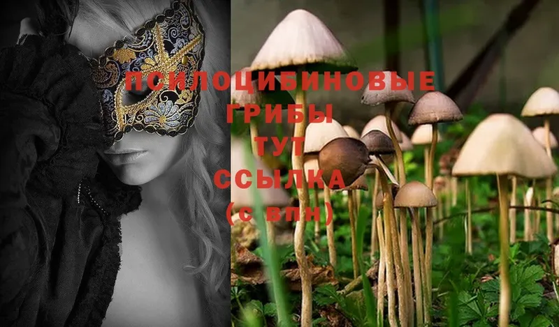 как найти закладки  Киржач  Галлюциногенные грибы MAGIC MUSHROOMS 